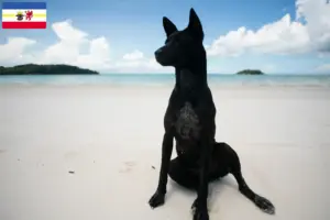 Read more about the article Taiwan criadores de cães e cachorros em Mecklenburg-Vorpommern