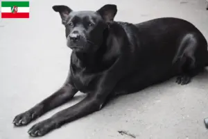 Read more about the article Taiwan criadores de cães e cachorros em Renânia do Norte-Vestefália