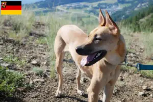 Read more about the article Taiwan criadores de cães e cachorros em Renânia-Palatinado