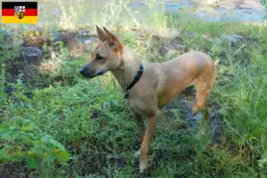 Read more about the article Taiwan criadores de cães e cachorros em Sarre