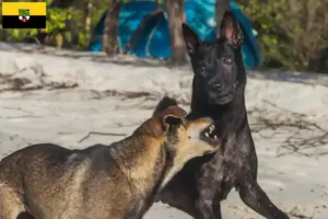 Read more about the article Taiwan criadores de cães e cachorros em Saxónia-Anhalt