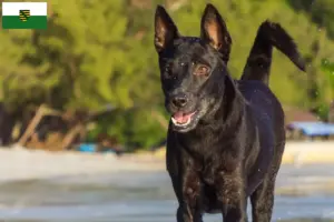 Read more about the article Taiwan criadores de cães e cachorros em Saxónia