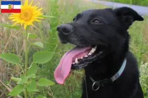 Read more about the article Taiwan criadores de cães e cachorros em Schleswig-Holstein