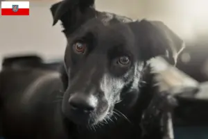 Read more about the article Taiwan criadores de cães e cachorros em Turíngia