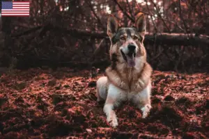 Read more about the article Criadores de Tamaskan e cachorros nos EUA