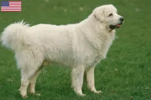 Read more about the article Criadores de Tatra Sheepdog e cachorros nos EUA