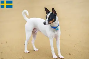 Read more about the article Criadores de Tenterfield Terrier e cachorros na Suécia