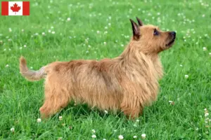 Read more about the article Criadores de Australian Terrier e cachorros no Canadá