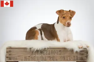 Read more about the article Criador de Terrier Brasileiro e Filhotes no Canadá