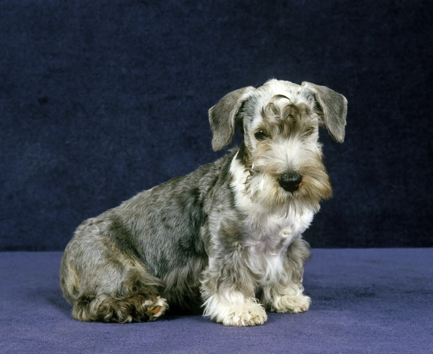 Comprar um cachorro Terrier Checo significa assumir a responsabilidade! Comprar cachorros Terrier checo.