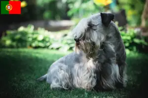 Read more about the article Criador de Terrier Checo e cachorros em Portugal