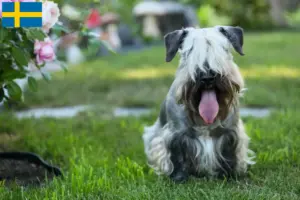 Read more about the article Criador de Terrier checo e cachorros na Suécia
