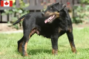 Read more about the article Criador de Terrier Alemão de Caça e cachorros no Canadá