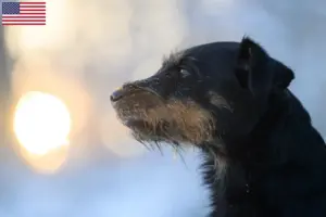 Read more about the article Criadores de Terrier Alemão de Caça e cachorros nos EUA