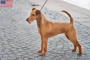 Read more about the article Criadores de Irish Terrier e cachorros nos EUA