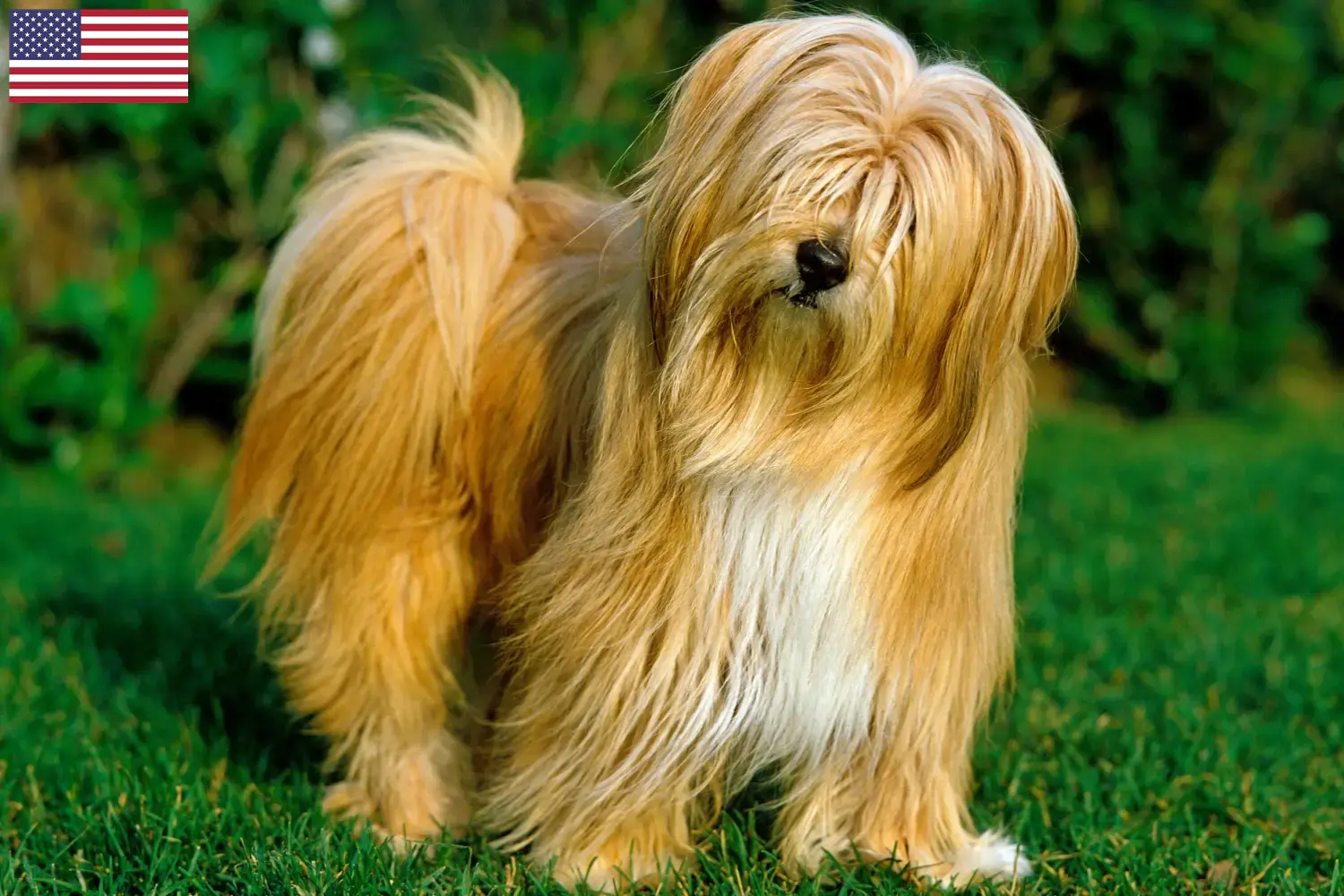 Terrier tibetano cachorros e criadores EUA Encontre criadores de Terrier Tibetano nos EUA aqui.