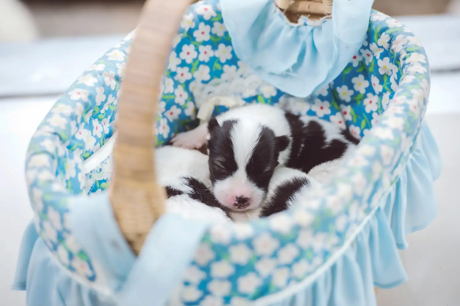 Comprar um cachorro Bangkaew tailandês significa assumir a responsabilidade! Comprar cachorros do cão Bangkaew tailandês.