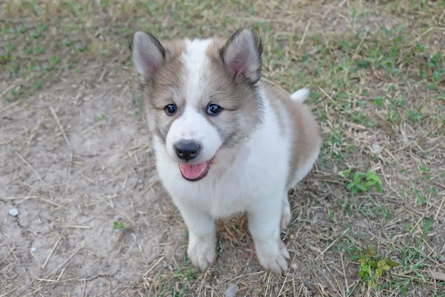 Comprar um cachorro Bangkaew tailandês significa assumir a responsabilidade! Comprar cachorros do cão Bangkaew tailandês.