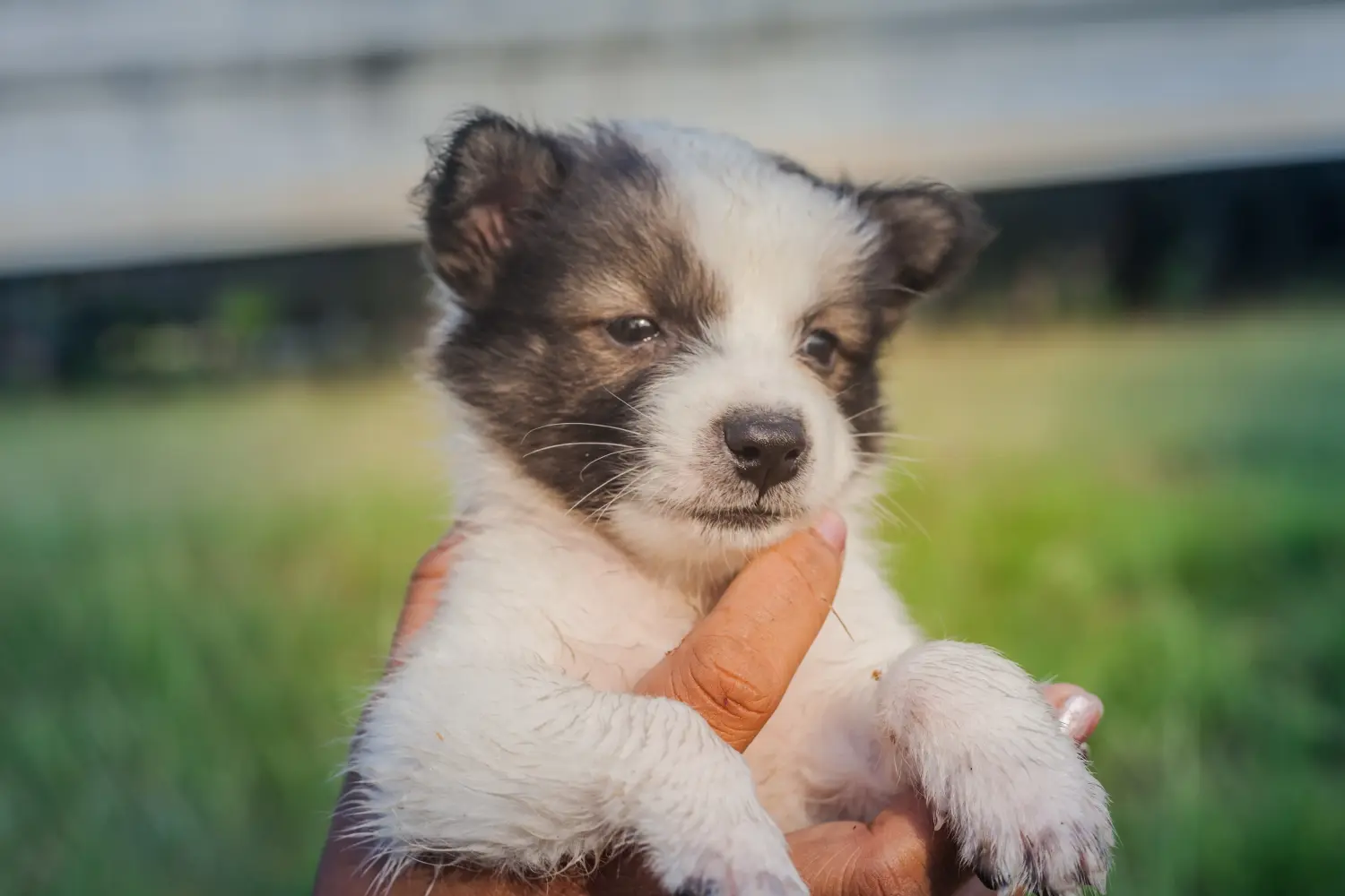 Comprar um cachorro Bangkaew tailandês significa assumir a responsabilidade! Comprar cachorros do cão Bangkaew tailandês.