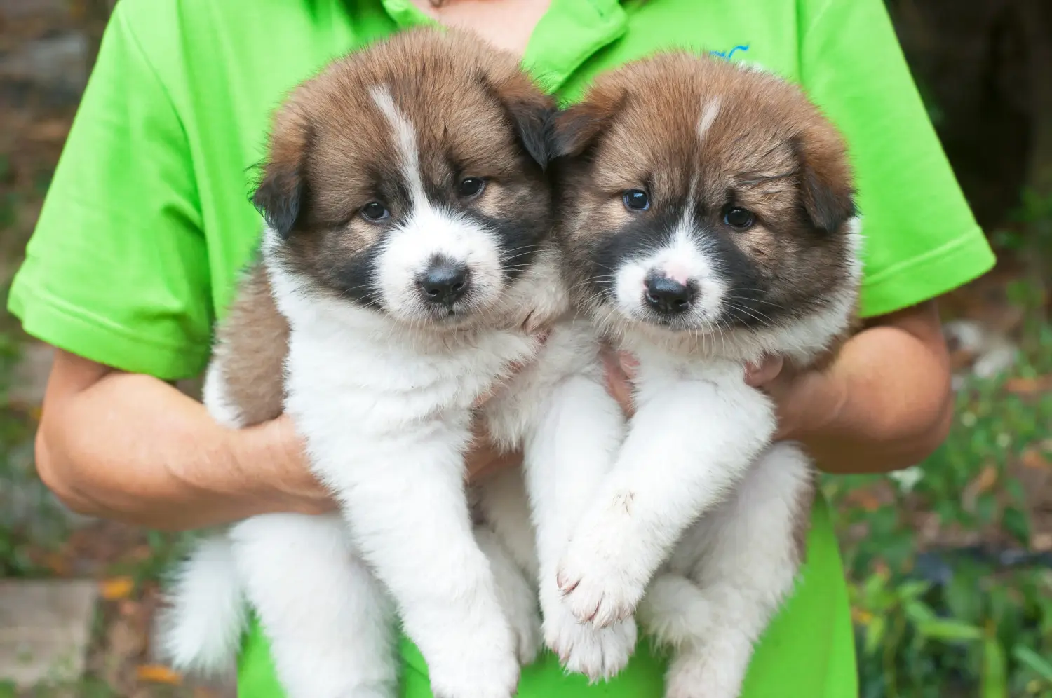 Comprar um cachorro Bangkaew tailandês significa assumir a responsabilidade! Comprar cachorros do cão Bangkaew tailandês.