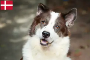 Read more about the article Thai Bangkaew Criador de cães e cachorros na Dinamarca