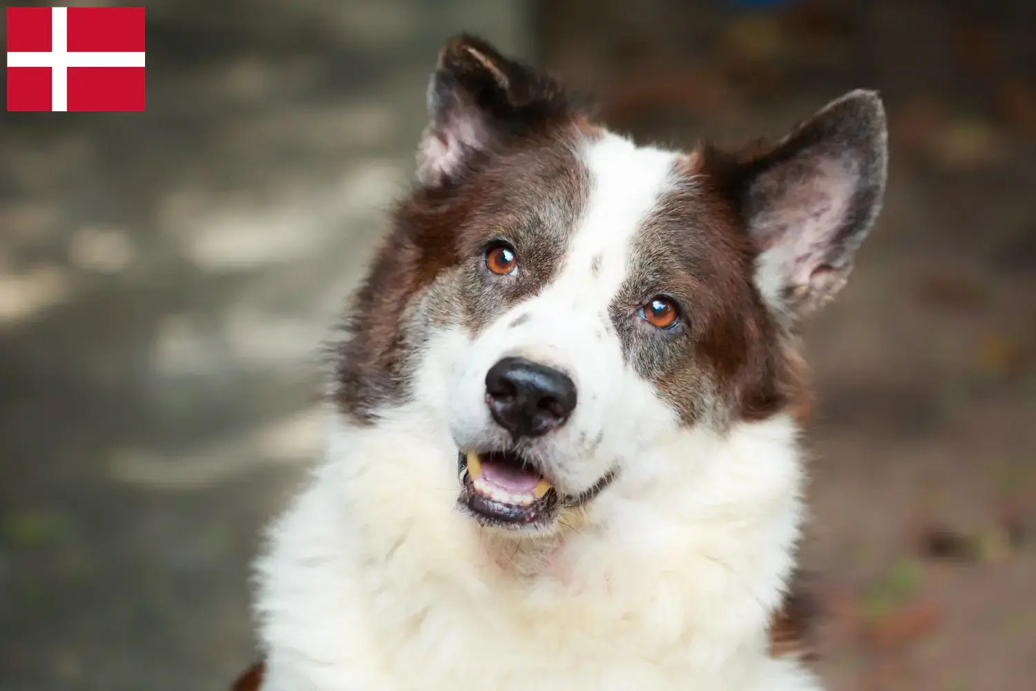 Read more about the article Thai Bangkaew Criador de cães e cachorros na Dinamarca