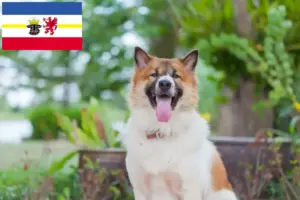 Read more about the article Thai Bangkaew Criador de cães e cachorros em Mecklenburg-Vorpommern