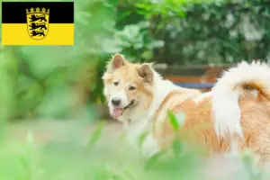 Read more about the article Thai Bangkaew Criador de cães e cachorros em Baden-Württemberg