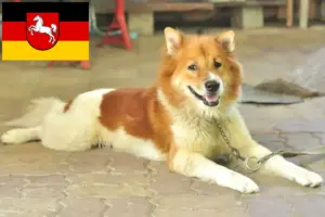 Read more about the article Thai Bangkaew Criador de cães e cachorros na Baixa Saxónia