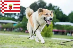Read more about the article Thai Bangkaew Criador de cães e cachorros em Bremen