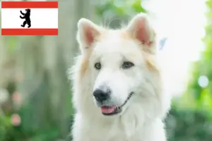 Read more about the article Thai Bangkaew Criador de cães e cachorros em Berlim