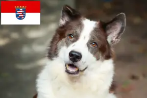 Read more about the article Thai Bangkaew Criador de cães e cachorros em Hessen