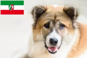 Read more about the article Thai Bangkaew Criador de cães e cachorros em Renânia do Norte-Vestefália