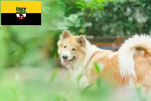 Read more about the article Thai Bangkaew Criador de cães e cachorros em Saxónia-Anhalt
