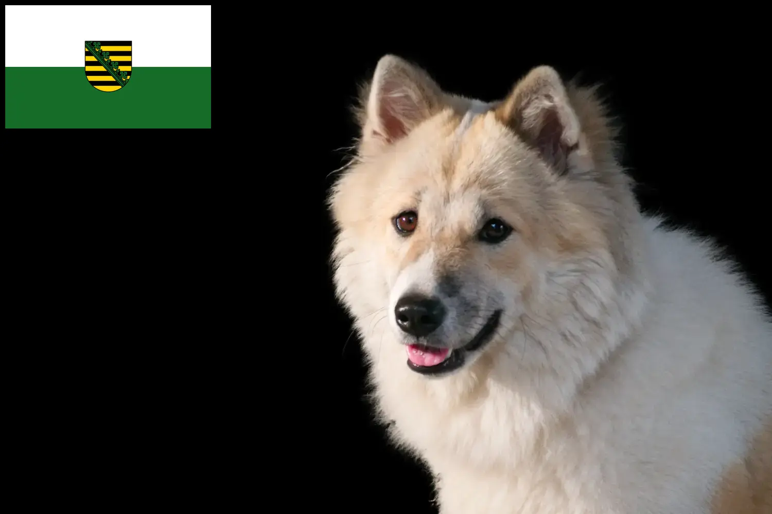 Cachorros Thai Bangkaew e criador Saxónia Aqui pode encontrar criadores de Thai Bangkaew Dogs em Saxónia.