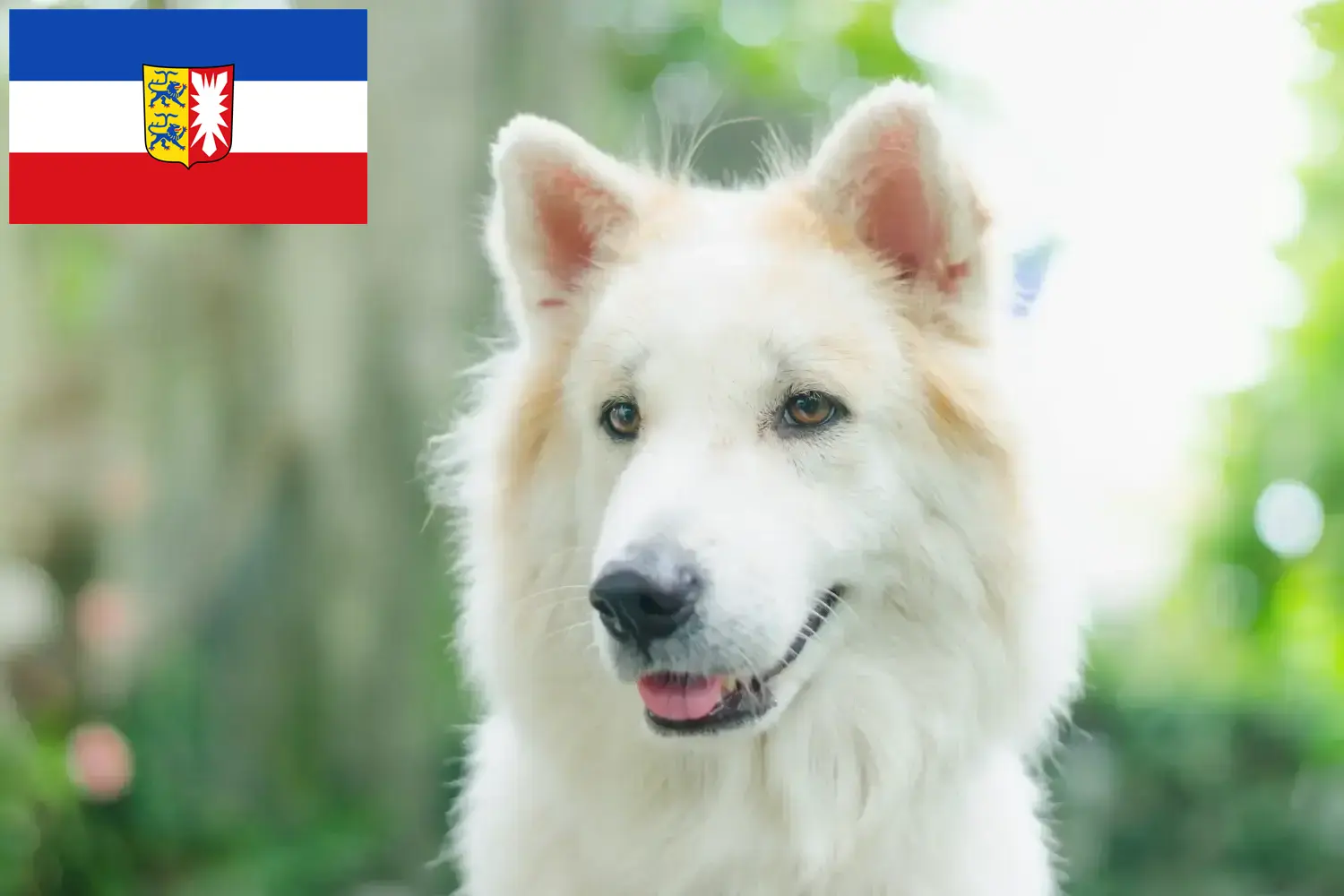 Read more about the article Thai Bangkaew Criador de cães e cachorros em Schleswig-Holstein