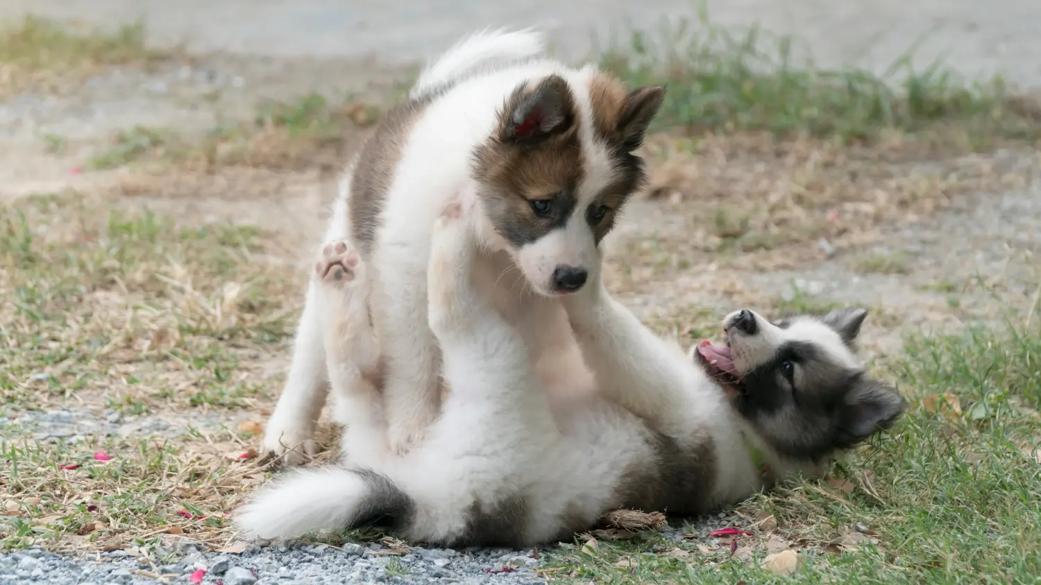 Comprar um cachorro Bangkaew tailandês significa assumir a responsabilidade! Comprar cachorros do cão Bangkaew tailandês.