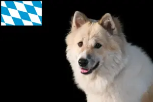 Read more about the article Thai Bangkaew Criador de cães e cachorros em Bavaria