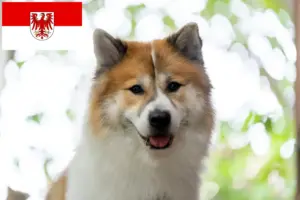 Read more about the article Thai Bangkaew Criador de cães e cachorros em Brandenburg