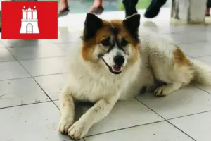 Read more about the article Thai Bangkaew Criador de cães e cachorros em Hamburgo