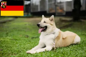 Read more about the article Thai Bangkaew Criadores de cães e cachorros em Renânia-Palatinado