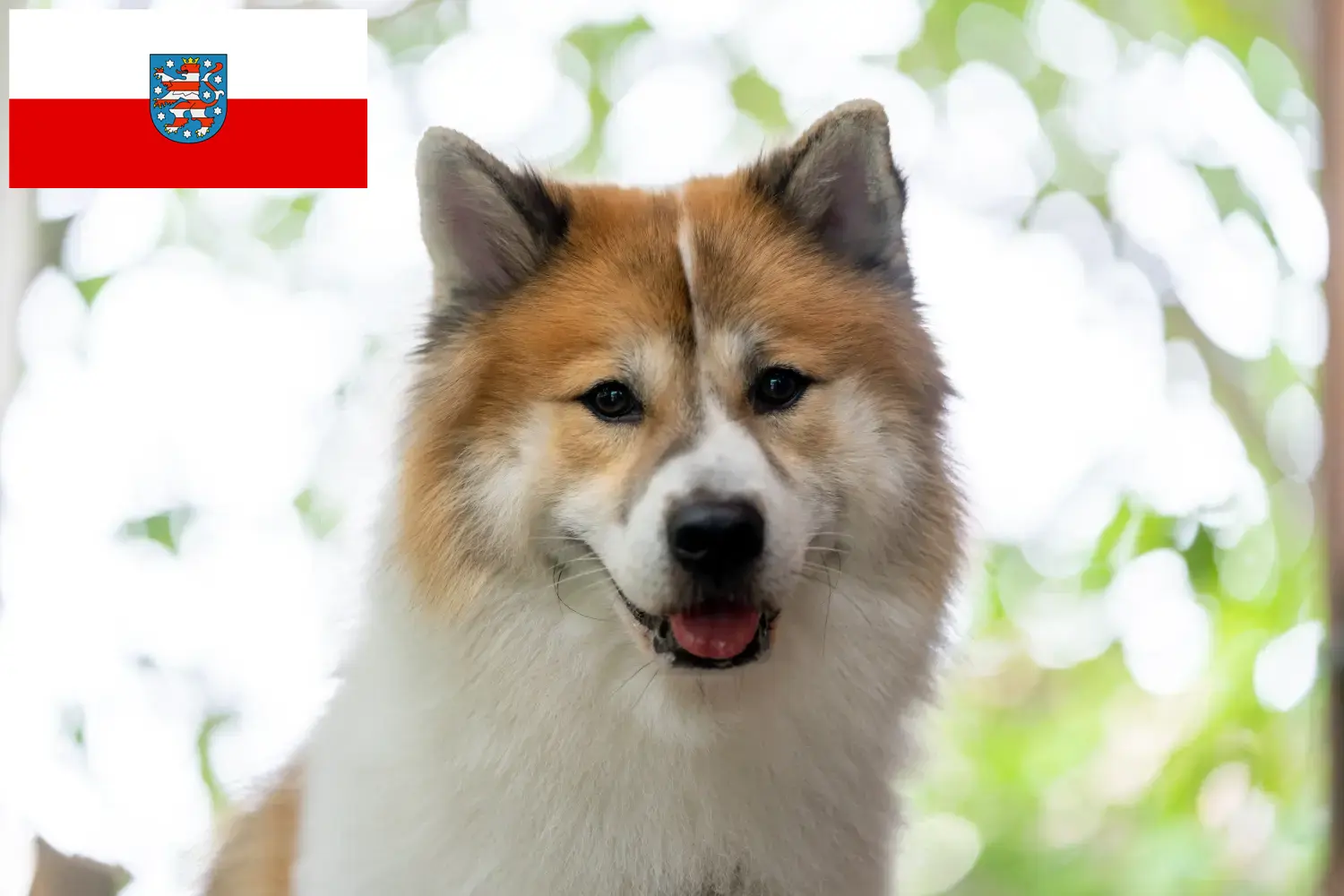Read more about the article Thai Bangkaew Criador de cães e cachorros em Thuringia