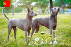 Read more about the article Thai Ridgeback criadores e cachorros em Portugal