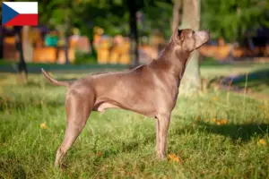 Read more about the article Criadores de Thai Ridgeback e cachorros na República Checa