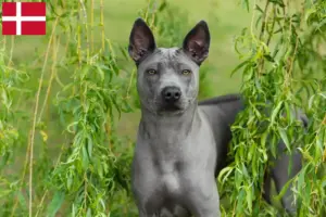 Read more about the article Criadores de Thai Ridgeback e cachorros na Dinamarca