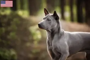 Read more about the article Criadores de Thai Ridgeback e cachorros nos EUA