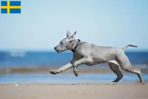 Read more about the article Criadores de Thai Ridgeback e cachorros na Suécia
