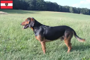 Read more about the article Criadores de Bracke tirolês e cachorros na Áustria