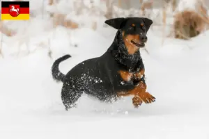Read more about the article Criadores de Bracke tirolês e cachorros na Baixa Saxónia