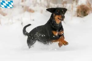 Read more about the article Criadores de Bracke tirolês e cachorros na Baviera